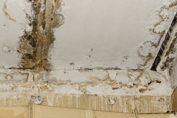 Best Mold Documentation for Insurance Claims  in Orida Ridge, FL
