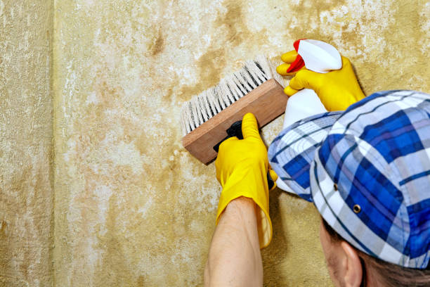 Best Water Damage & Mold Remediation  in Orida Ridge, FL