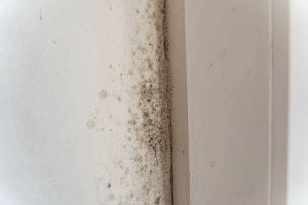 Best Comprehensive Air Testing for Mold Contaminants  in Orida Ridge, FL